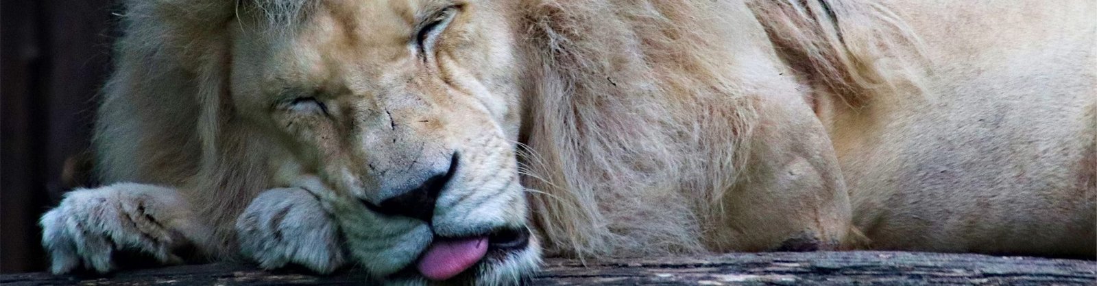 sleeping lion